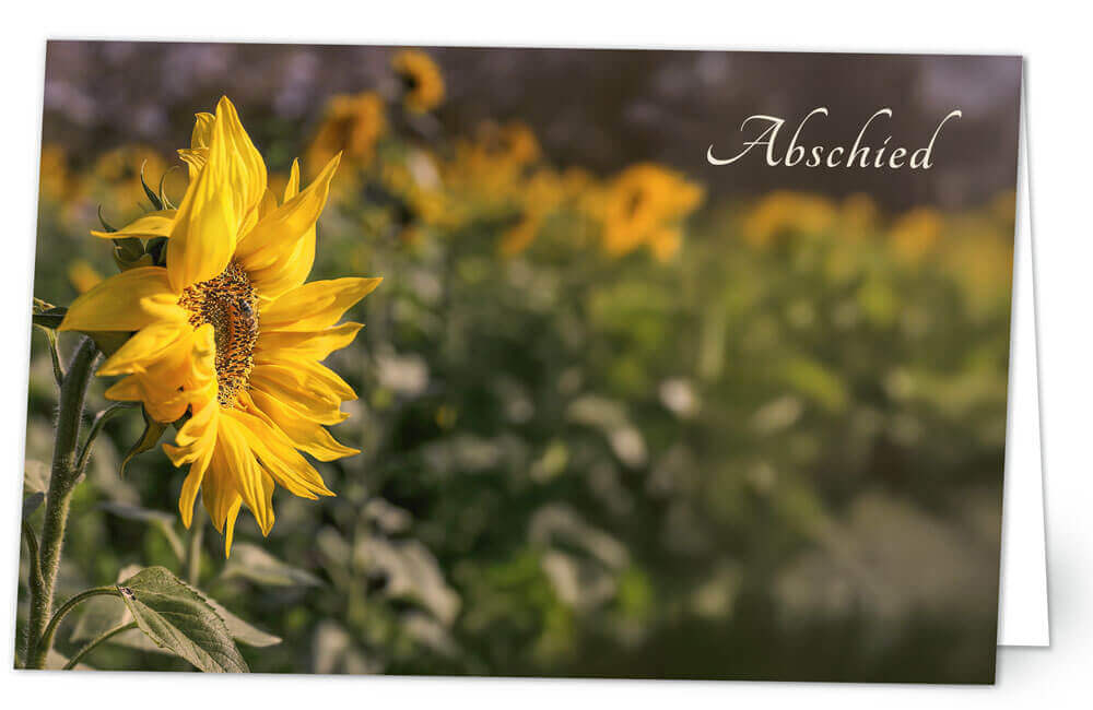 Sonnenblume
