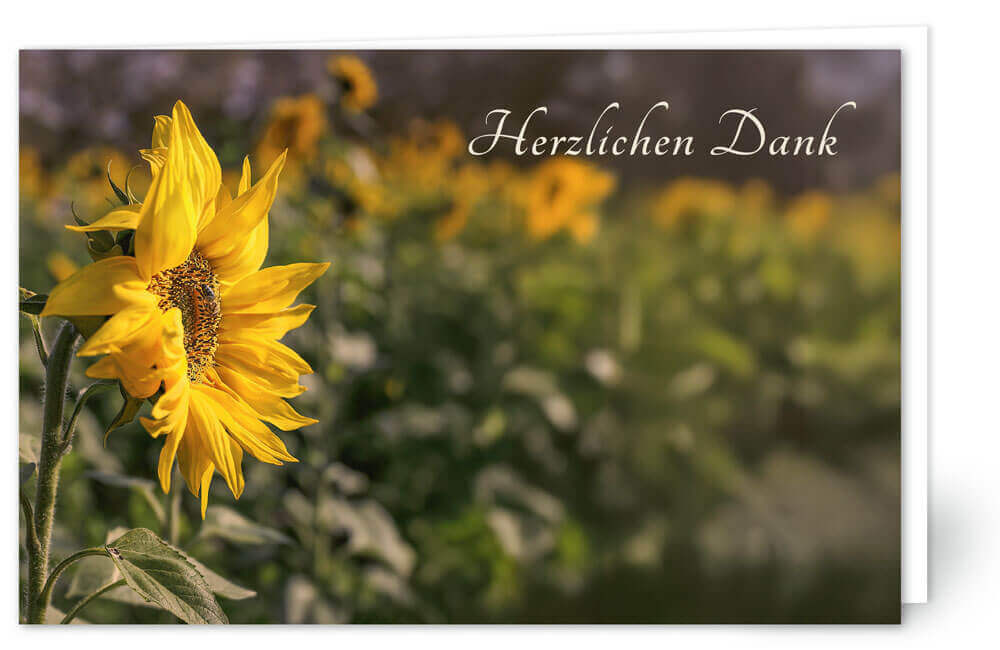 Sonnenblume