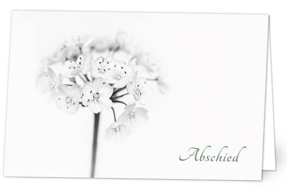 weisse Blüte