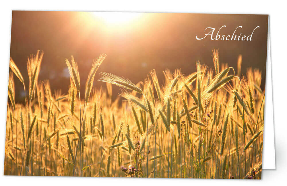 Kornfeld mit Sonne