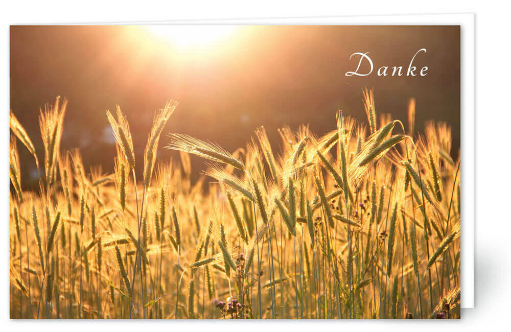 Kornfeld mit Sonne