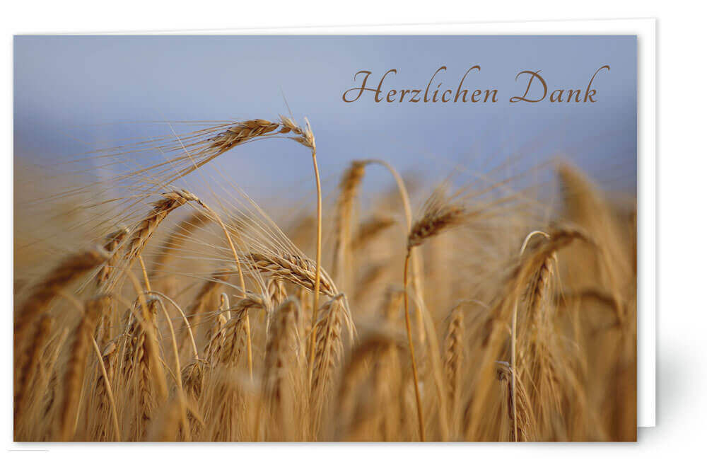 Kornfeld