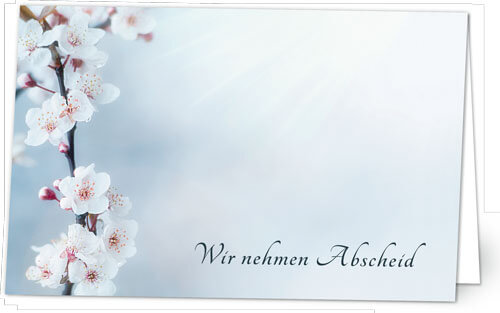 Kirschblüten