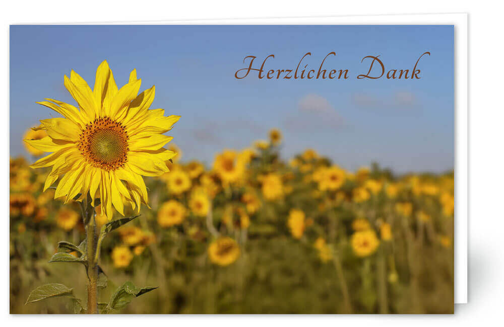 Sonnenblumenfeld